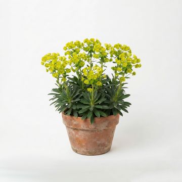 Euphorbe amygdaloïdes var. robbiae