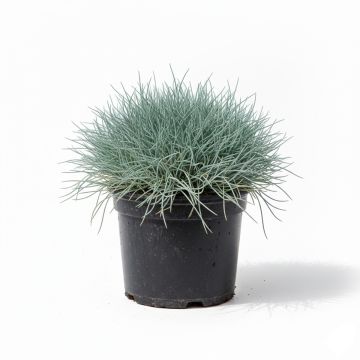 Fétuque bleue - Festuca glauca
