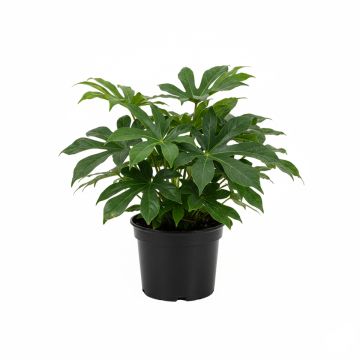 Faux-aralia