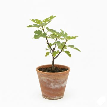 Figuier Noire de Bellone