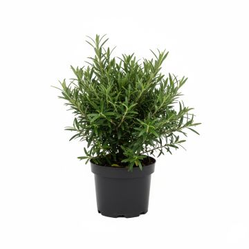 Filaire à feuilles de romarin