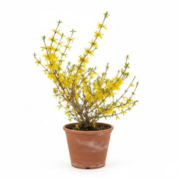 Forsythia intermedia Week-end - Mimosa de Paris