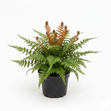 Fougère rose cuivré