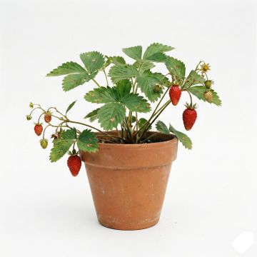Fraisier Ciflorette (non remontant)