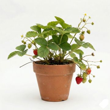 Fraisier Charlotte (remontant)