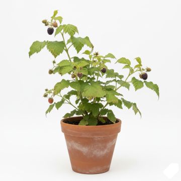 Framboisier Glen Coe