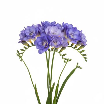 Freesia Double Bleu