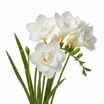 Freesia double blanc