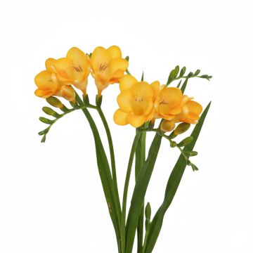 Freesia double jaune