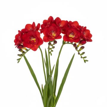 Freesia double rouge