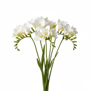 Freesia Blanc