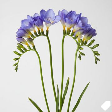 Freesia simple bleu