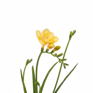Freesia simple jaune