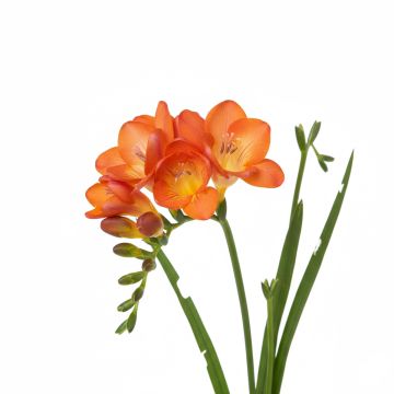 Freesia simple Orange - Muguet du Cap