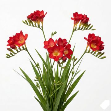 Freesia simple rouge