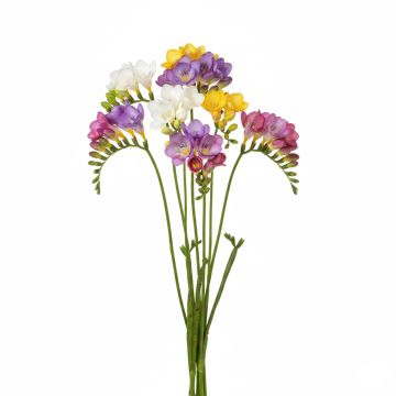 Freesia Simple en mélange - Muguet du Cap