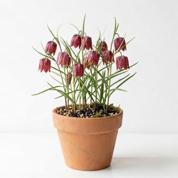 Fritillaire pintade