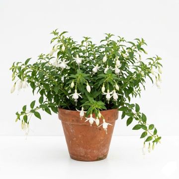 Fuchsia Hawkshead - Mérite de Courson - Fuchsia arbustif