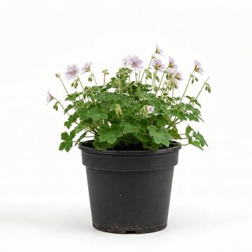 Géranium vivace versicolor 