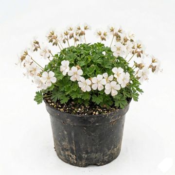 Géranium vivace blanc