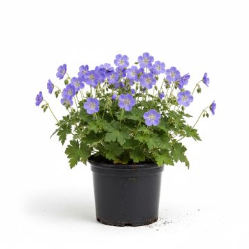 Géranium vivace Brookside - Géranium vivace hybride bleu 