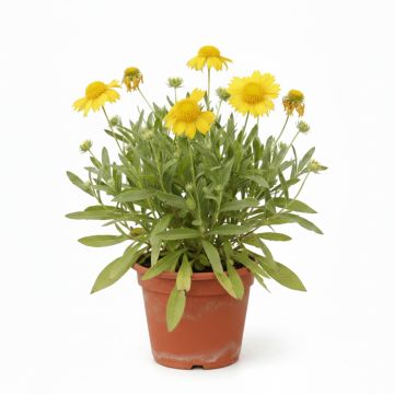 Gaillarde, Gaillardia aristata Maxima Aurea