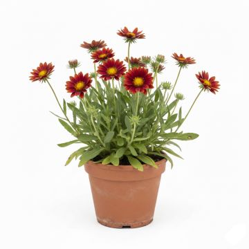 Gaillarde, Gaillardia grandiflora Burgunder