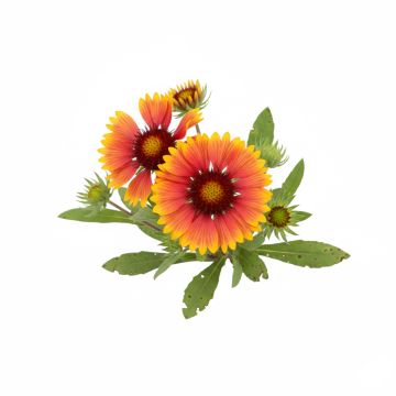 Gaillardes vivaces en mélange