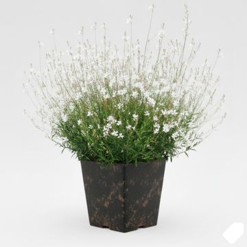 Gaura lindheimeri Whirling Butterflies