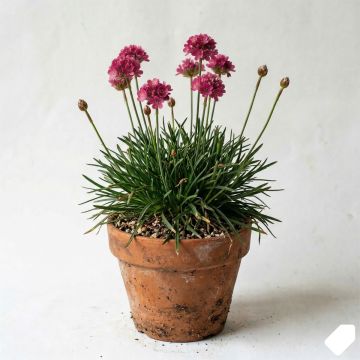 Armeria maritima Splendens - Gazon d'Espagne