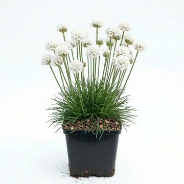 Gazon d'Espagne blanc, Armeria Maritima alba