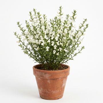 Genêt à balai blanc