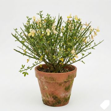 Genêt à balai jaune clair