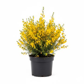 Genêt précoce - Cytisus praecox Allgold