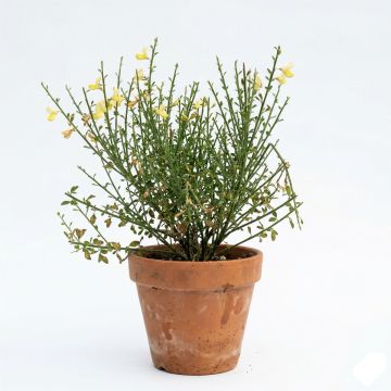 Genêt précoce - Cytisus x praecox