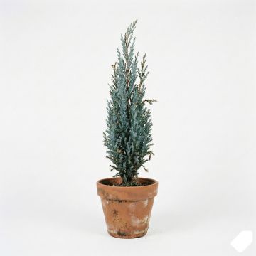 Genévrier colonnaire bleu acier