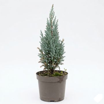 Genévrier - Juniperus scopulorum Moonglow
