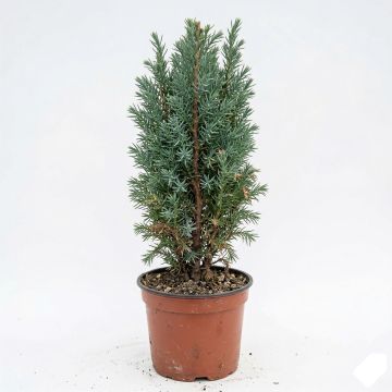 Genévrier commun - Juniperus communis Hibernica