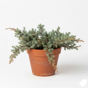 Juniperus squamata Blue Star - Genévrier écailleux