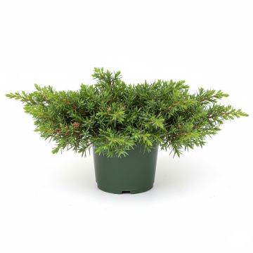 Juniperus procumbens Nana - Genévrier rampant                     