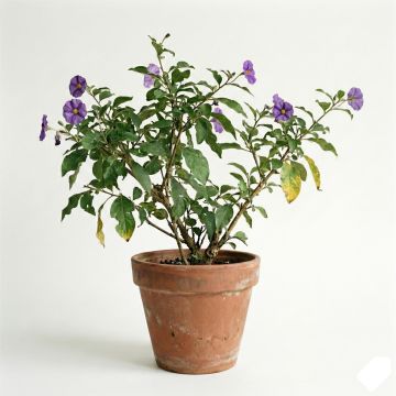 Solanum rantonetti - Gentiane en Arbre