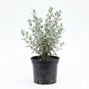 Teucrium fruticans Azureum 