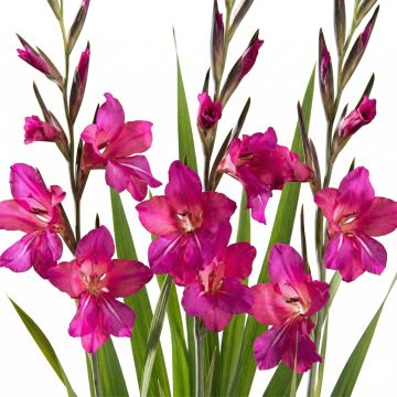 Glaïeul de Byzance rose fuchsia