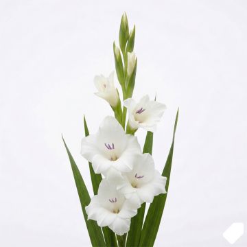 Glaïeul ou Gladiolus Break of Dawn