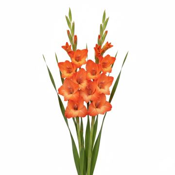 Glaïeul ou Gladiolus Break of Dawn