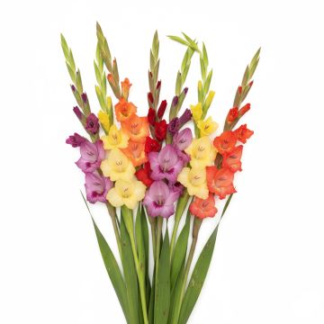 Gladiolus ou Glaïeuls en mélange (petites fleurs)