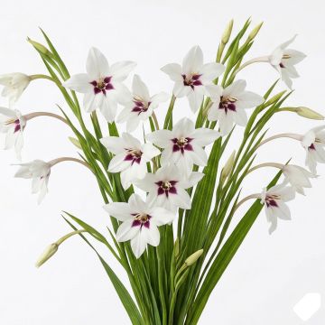 Glaieul d'Abyssinie - Gladiolus callianthus