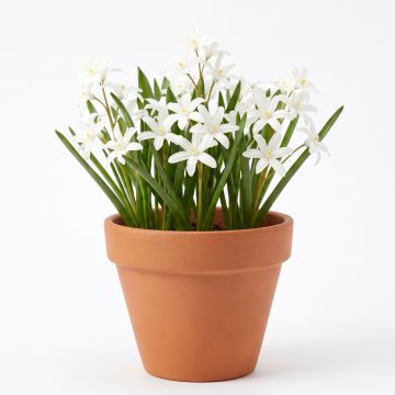 Chionodoxa Luciliae Alba