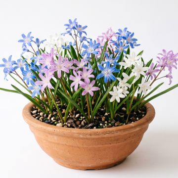 Chionodoxa en mélange - Gloire des Neiges