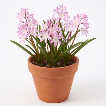 Chionodoxa Luciliae
